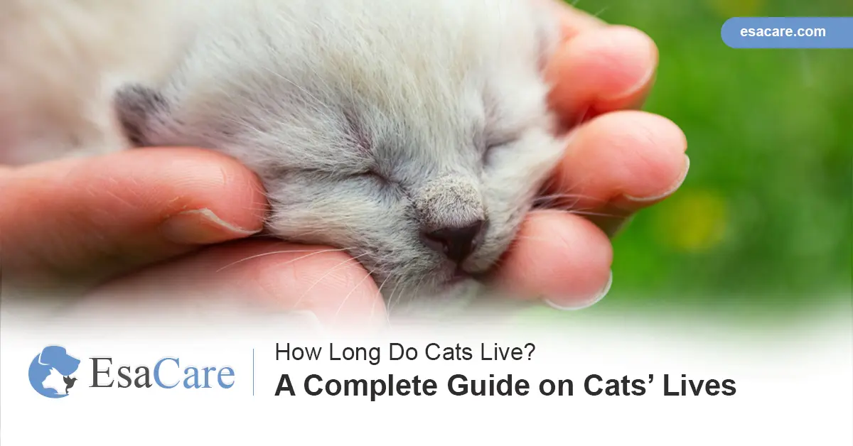 How long do cats live? Average lifespan and how to keep pets healthy.