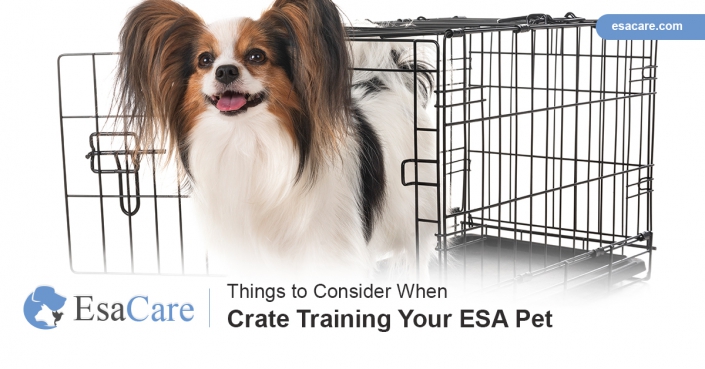 Things to Consider When Crate Tra Crate Training ESA