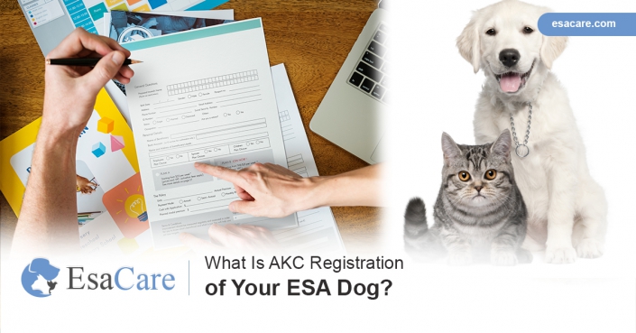 What is AKC Registration of /your ESA Dog? AKC Registration