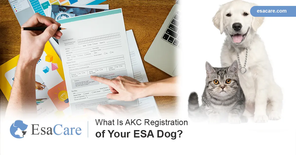 can you register a pitbull with akc