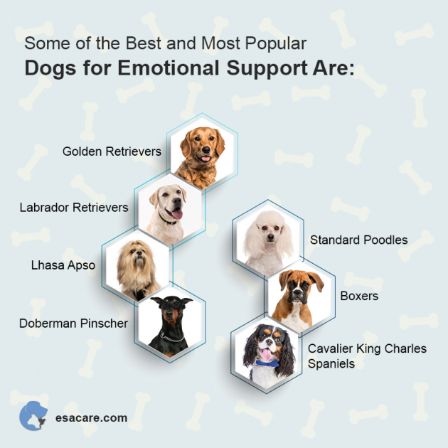 How Emotional Support Animals Can Help With PTSD - ESA Care