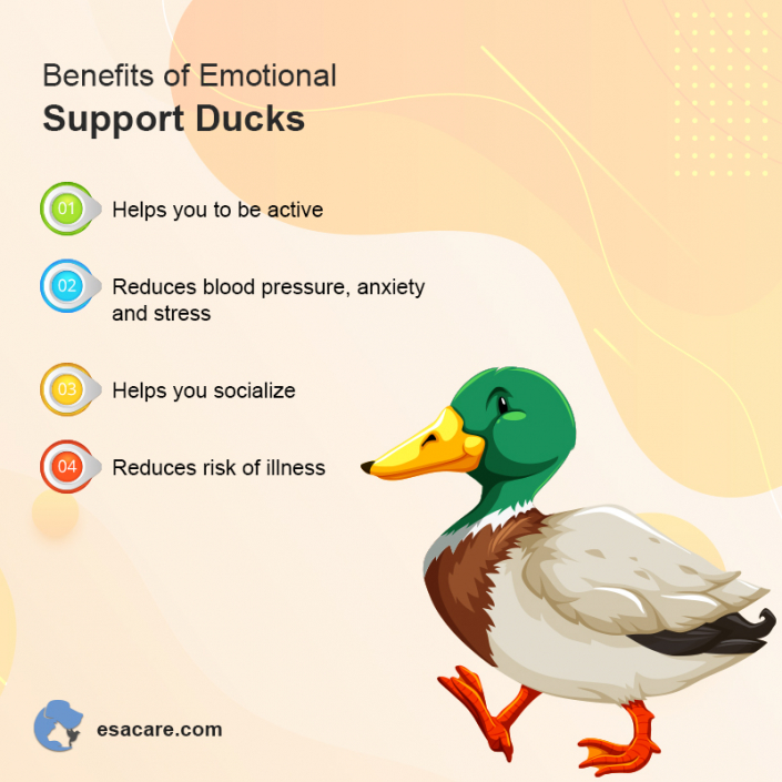 3 Ways Pet Ducks Improve Your Mental Health - ESA Care