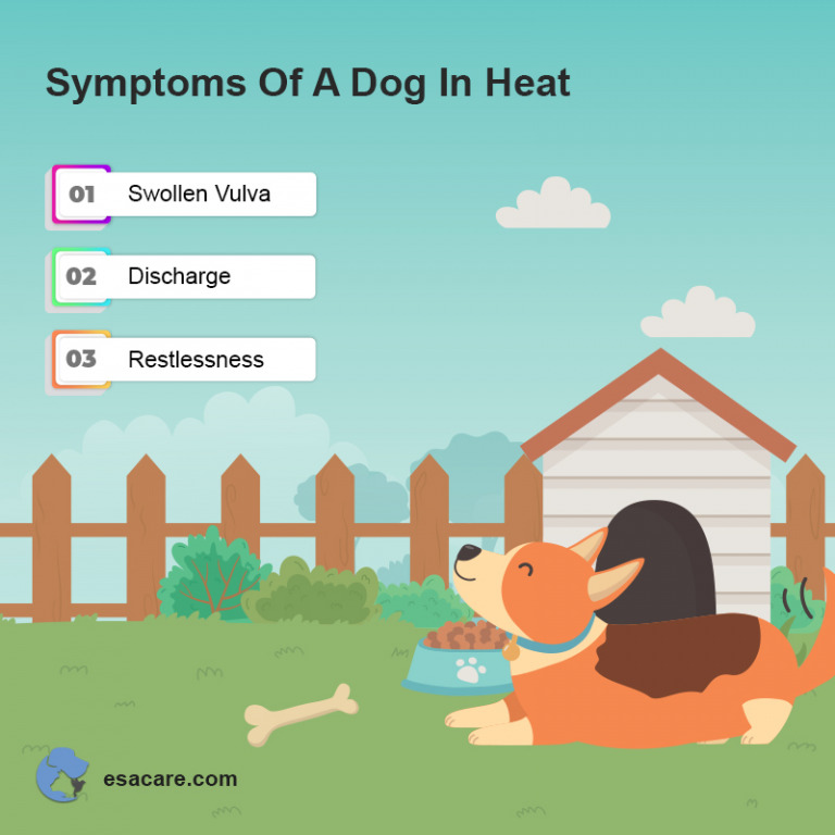 How Long Is A Dog In Heat? Signs of Your Dog in Heat ESA Care