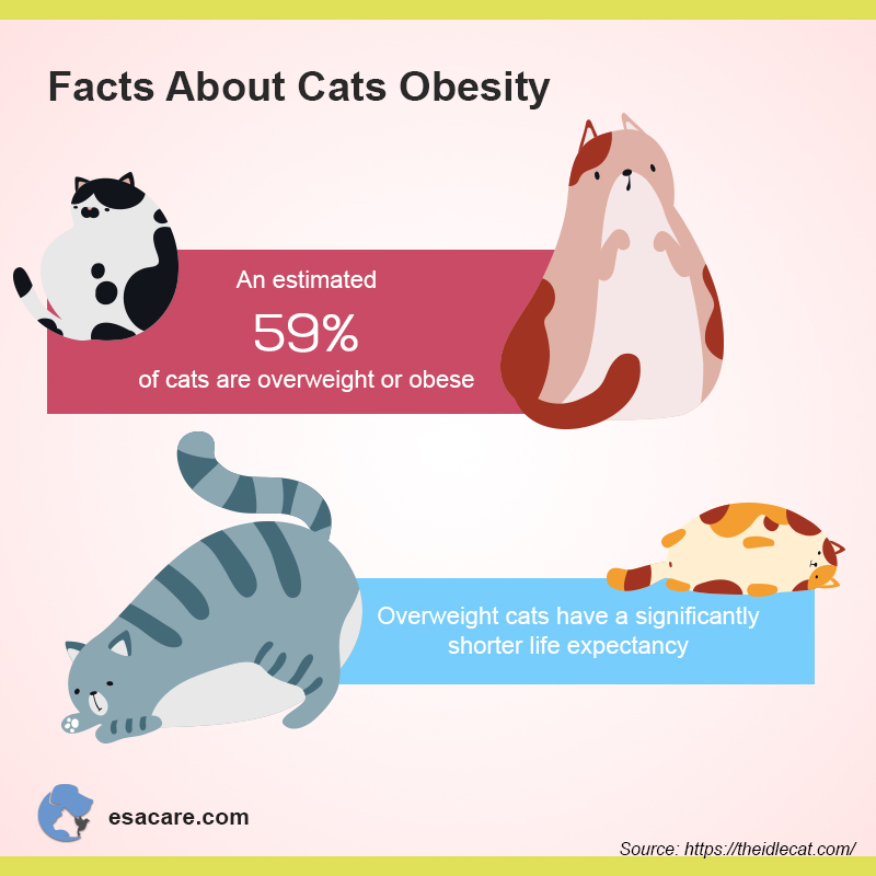 Lifespan for indoor store cats