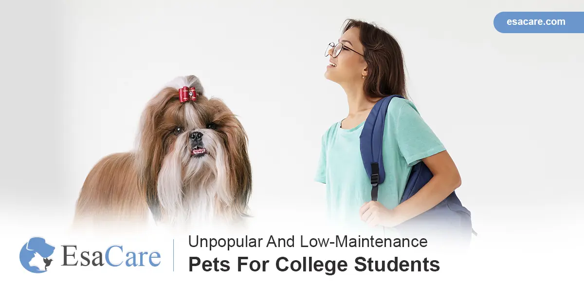 Low maintenance pets hot sale for college students