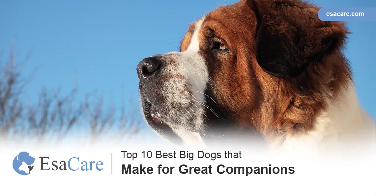 The best big dogs best sale for families