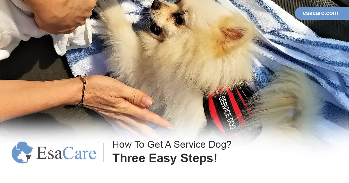 Service dog clearance steps