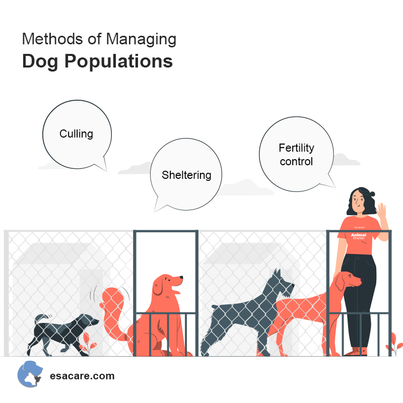 Dog Population