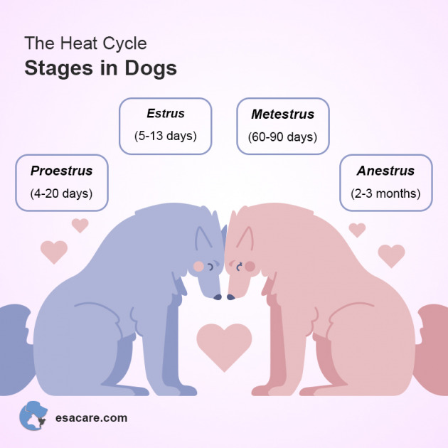 NonSurgical Methods Of Birth Control For Your ESA Dog ESA Care