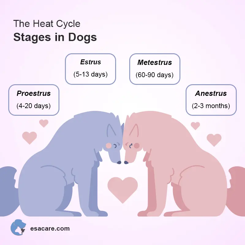 Medication to induce hot sale heat cycle dog