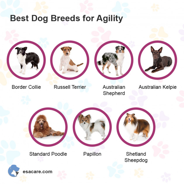 How to Create Your Own Dog Agility Course On a Budget? ESA Care