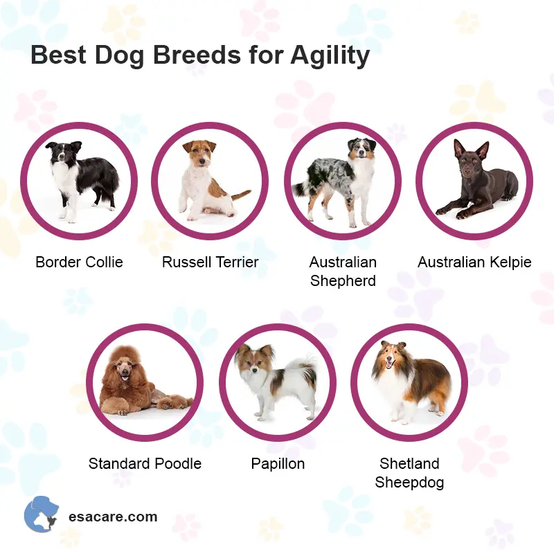 Best small best sale dogs for agility