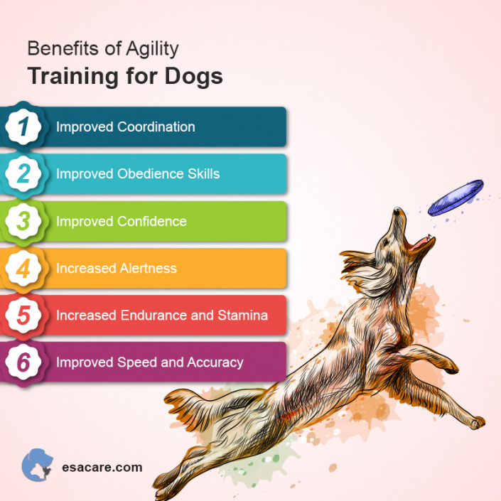 How to Create Your Own Dog Agility Course On a Budget? ESA Care