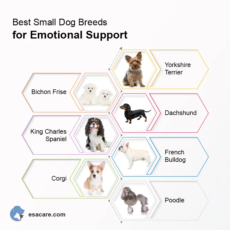 Small dog breeds deals for emotional support