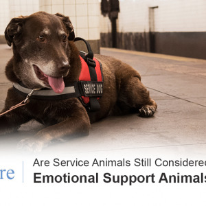 are emotional support animals service animals
