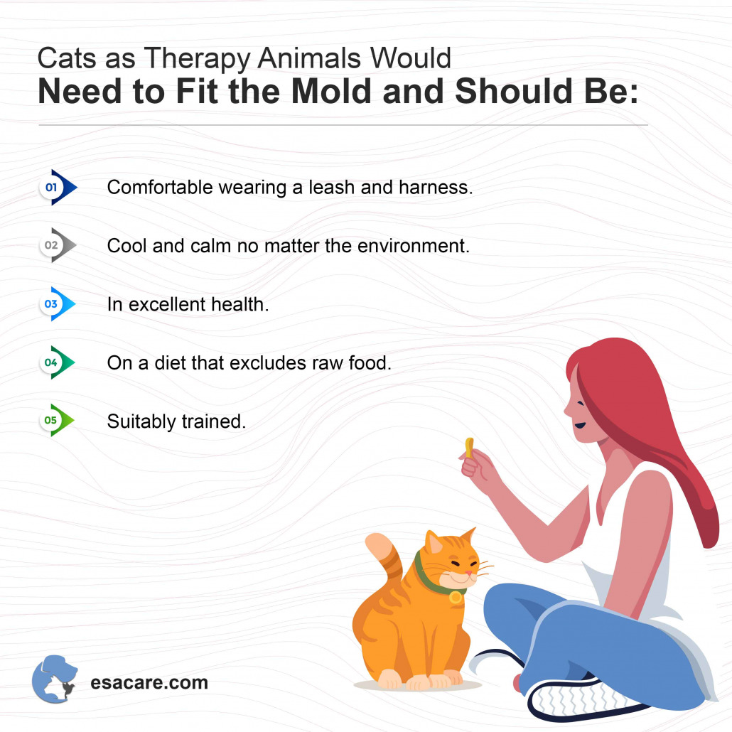 Can Cats be Service Animals? The Answer You Need to Know - ESA Care