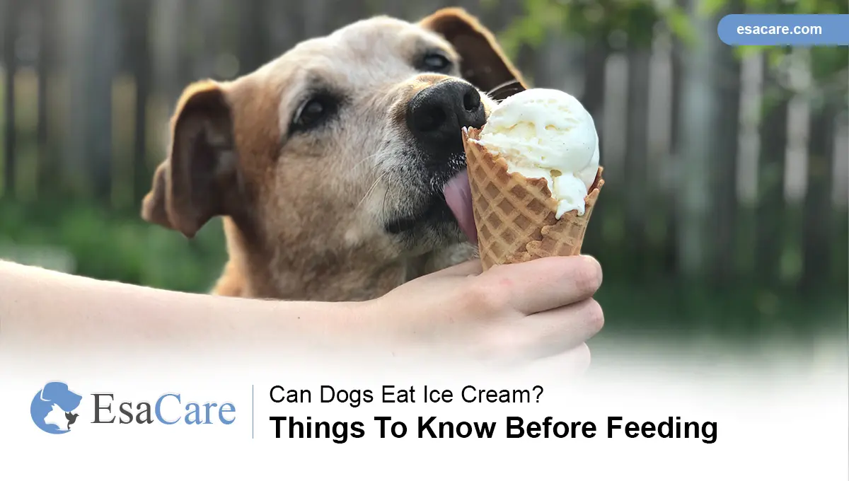 Can Dogs Eat Ice Cream Facts to Know Before Feeding ESA Care