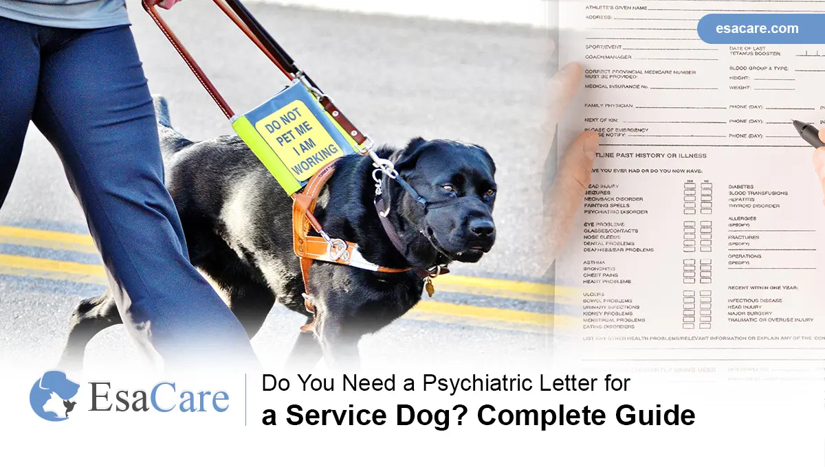 how to get a dog licensed as a service dog