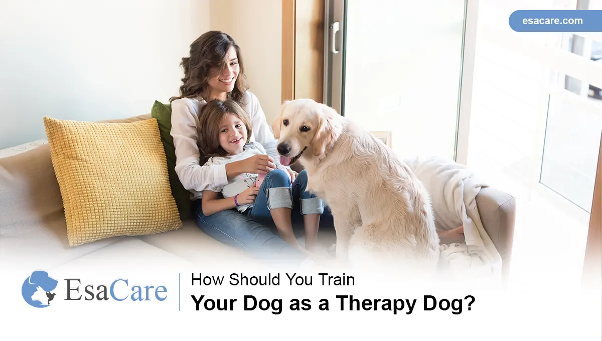 how to train a therapy dog