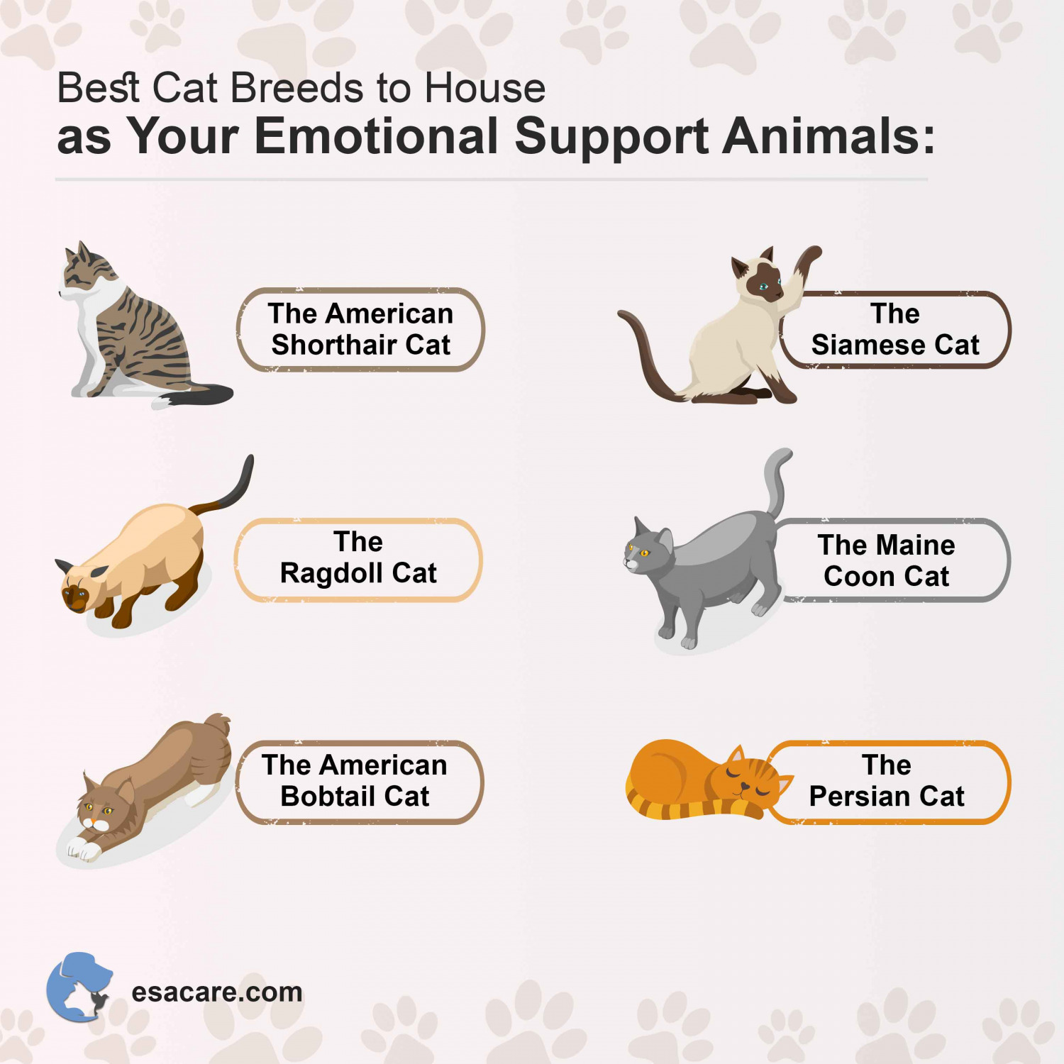 How To Register Cat As Emotional Support Animal Complete Guide ESA Care