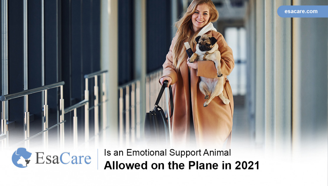 Are ESA Pets Allowed On The Plane In 2021 ESA Care   Is An Emotional Support Animal Dog Allowed On The Plane In 2021 Facebook Image 2 1112x630 