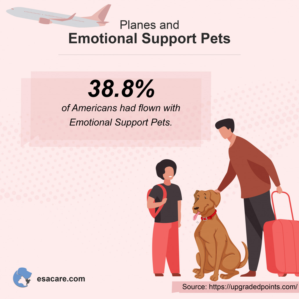 Are ESA Pets Allowed on the Plane in 2021 - ESA Care