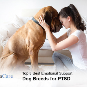 Emotional Support Dogs