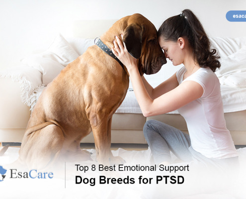 Emotional Support Dog - ESA Care