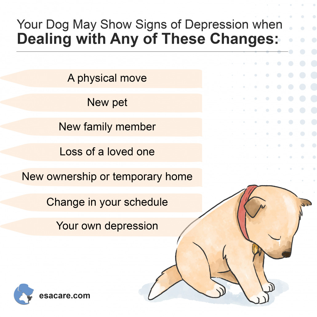 Can Dogs Be Depressed Warning Signs How To Deal With It Image 1 1030x1030 