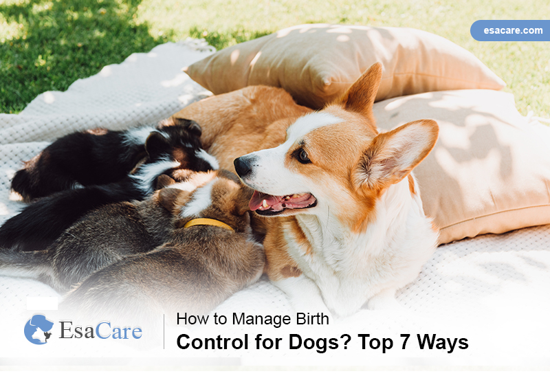 Dogs Birth Control