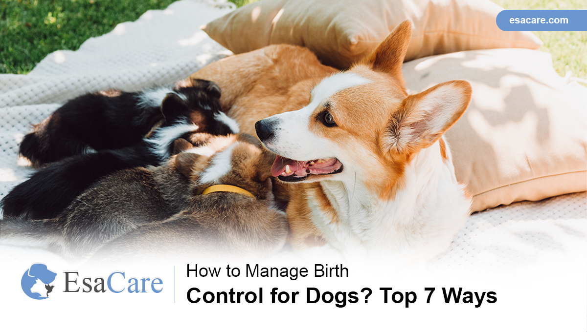 How to Manage Birth Control for Dogs? Top 7 Ways ESA Care