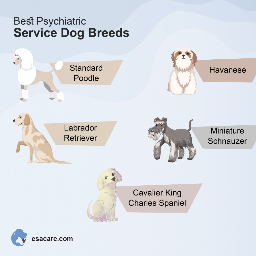 Assistance best sale dog breeds