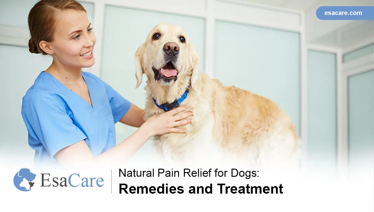 Natural pain relief for hot sale dogs