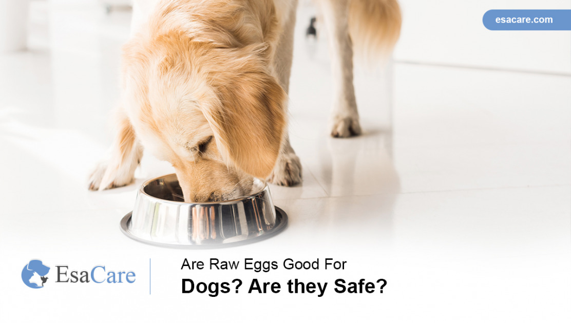 Are Raw Eggs Good for Dogs? Are They Safe? ESA Care