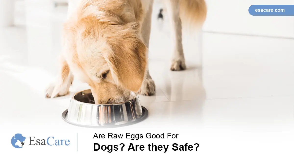 are raw eggs good for dogs