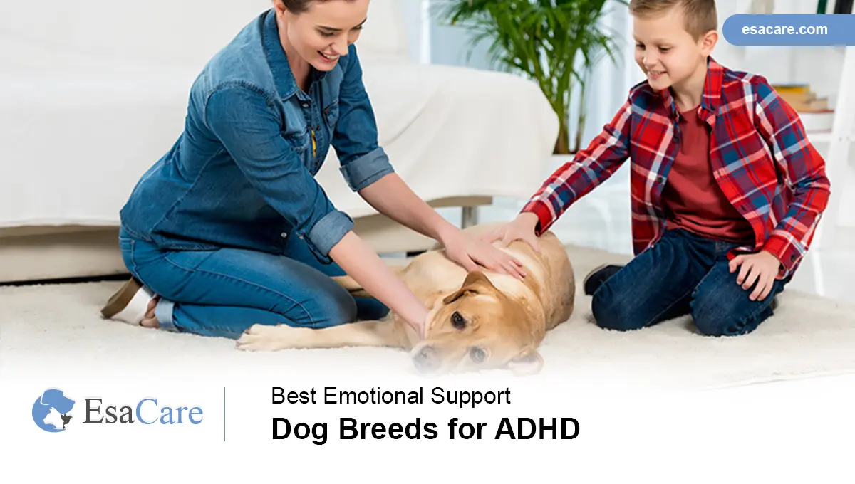 what is the best breed of dog for a child with adhd