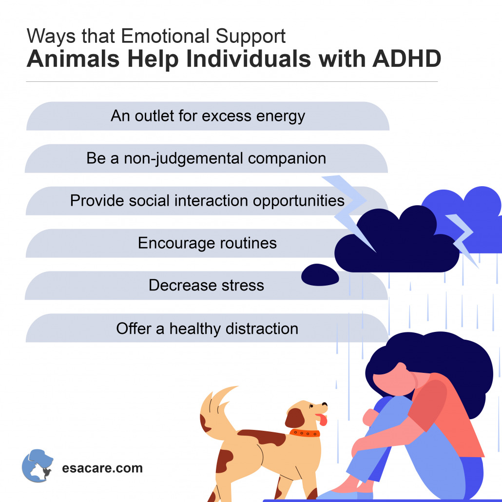 Best Emotional Support Animal for ADHD