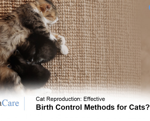 Cat Reproduction
