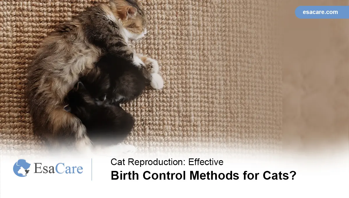 Effective Birth Control Methods for Cats ESA Care