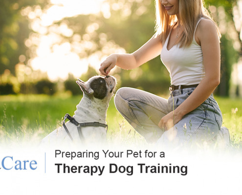 Therapy Dog Training