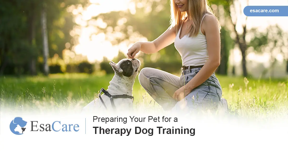 Therapy best sale pet training