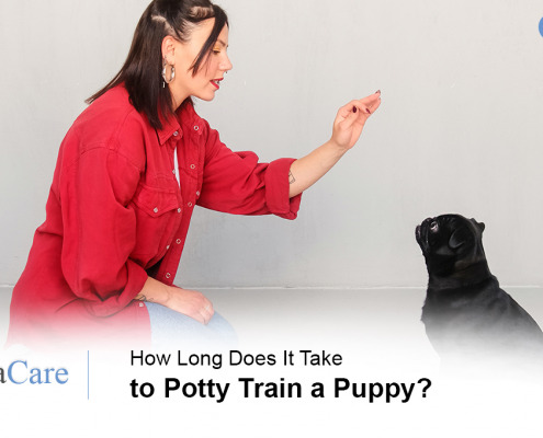 Potty Train a Dog
