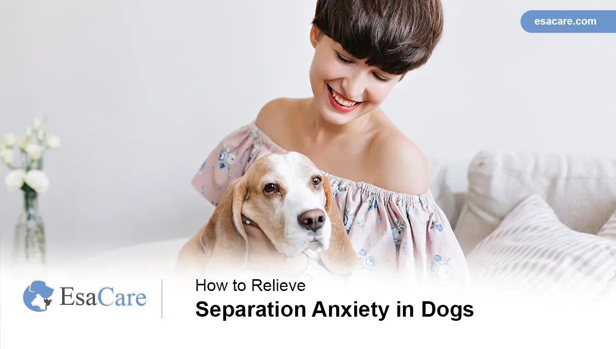 Separation anxiety : r/Dogtraining