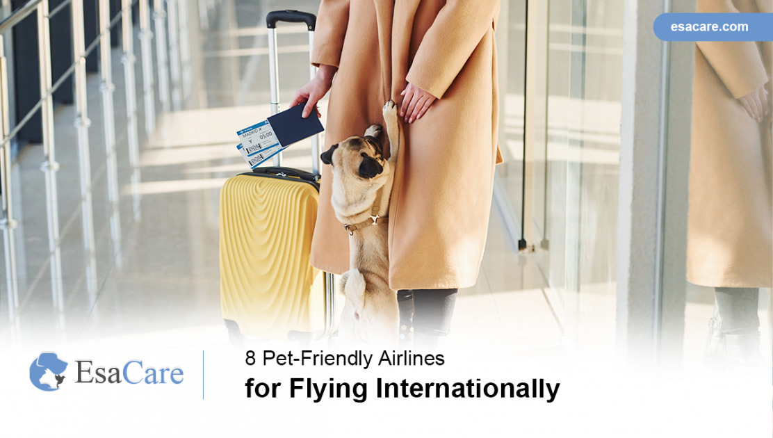 8 PetFriendly Airlines for Flying Internationally ESA Care