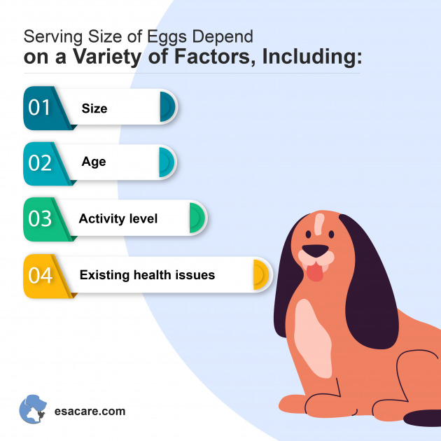 Are Raw Eggs Good for Dogs? Are They Safe? ESA Care