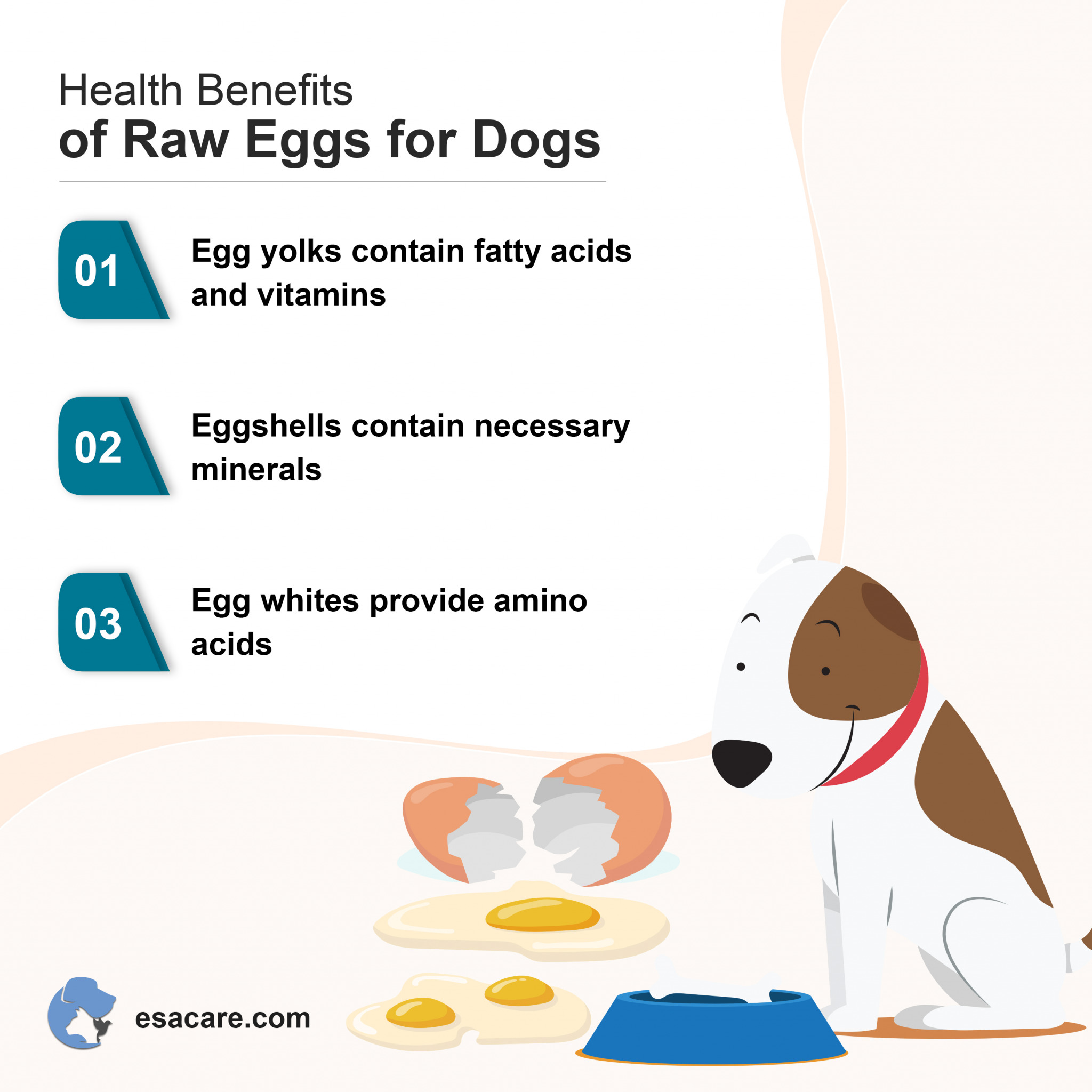 Are Raw Eggs Good for Dogs? Are They Safe? ESA Care