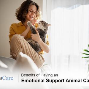 Emotional Support Cat