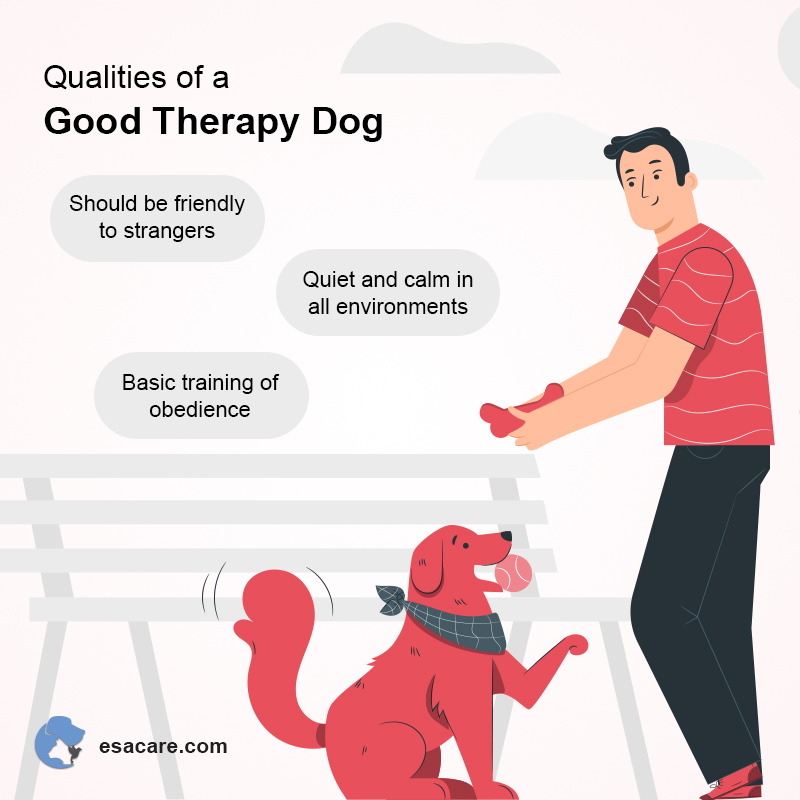 Therapy Dog