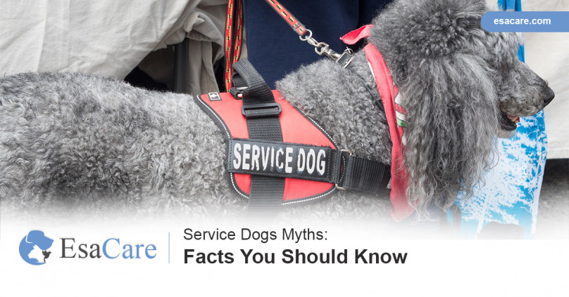 Service Dogs Myths: Facts You Should Know - ESA Care