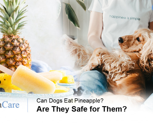 Can dog eat pineapple